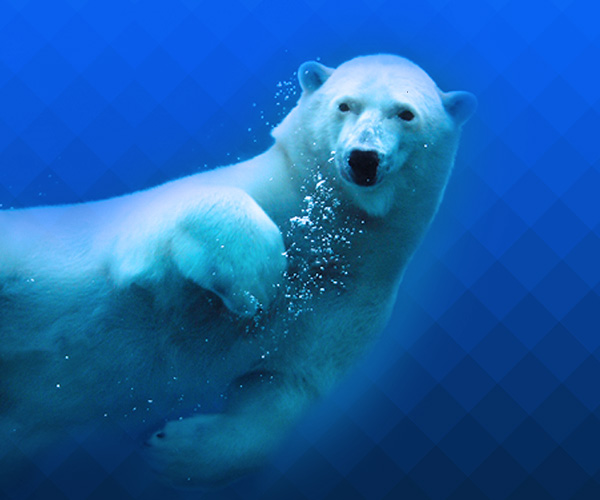 Support for all your graphic design needs.